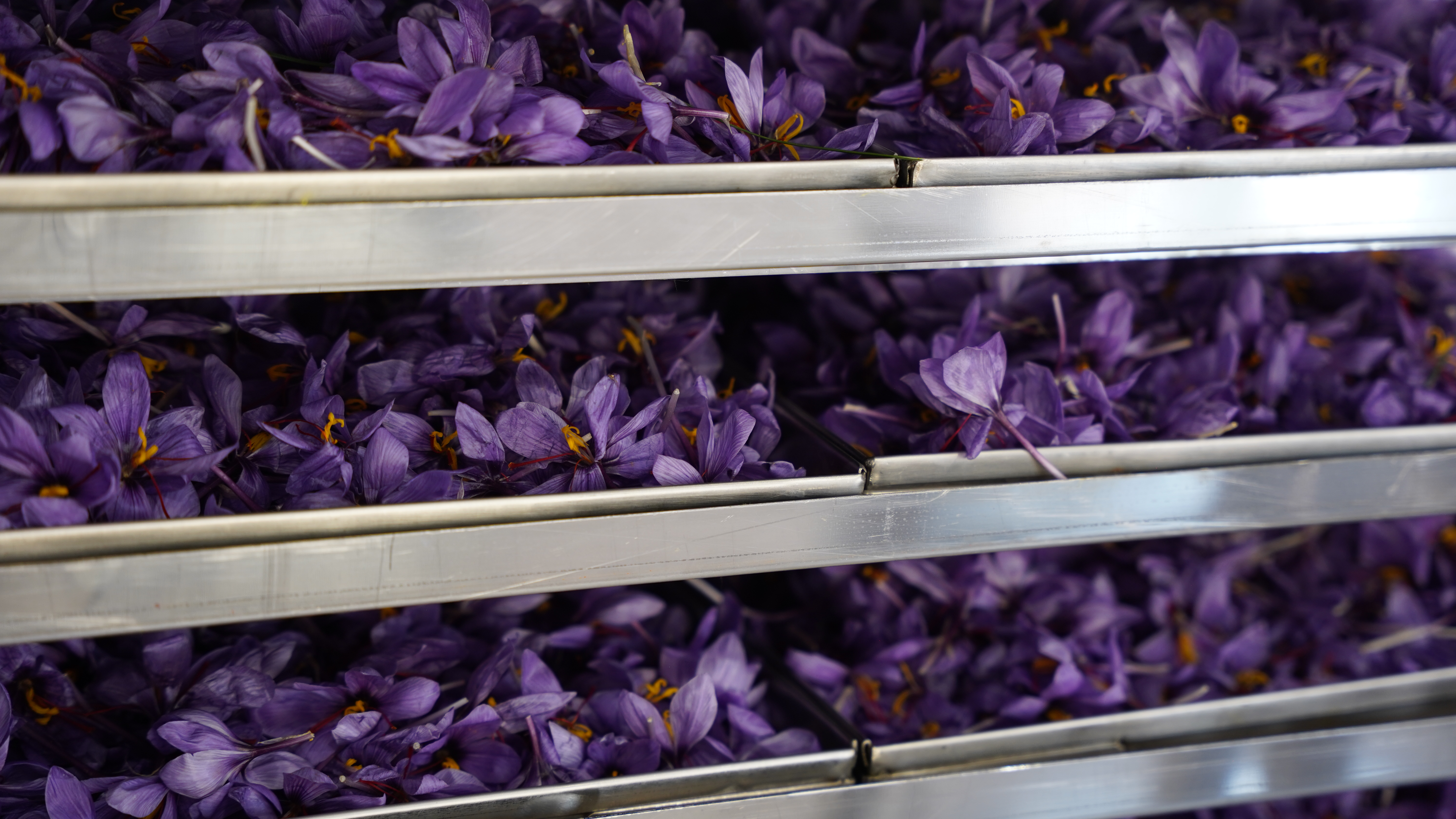 Hand-Harvested Saffron Flowers